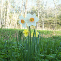 Daffodill