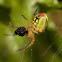 Araniella cucurbitina