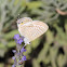Common Blue