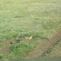 Black-tailed Prairie Dog