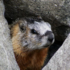 Yellow Bellied Marmot