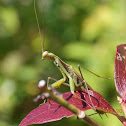European Mantis
