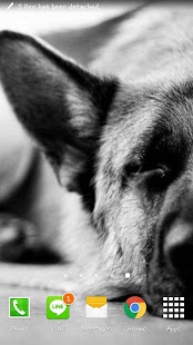 How to get German Shepherd Wallpaper 2015 1.0 unlimited apk for bluestacks