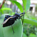 Assassin bug