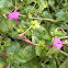 Mirabilis jalapa (Dondiego de noche)