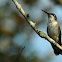 Ruby-Throated Hummingbird