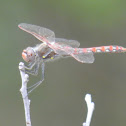 Variegated Meadowhawk Dragonfly (male)