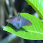 Mangrove Skipper