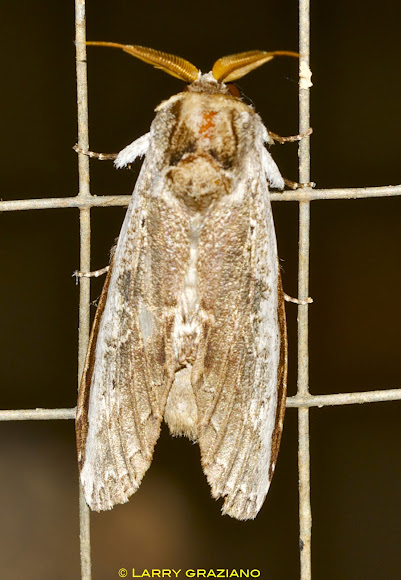 Spotting Image 1