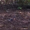 Eurasiun jay
