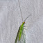 green lacewing