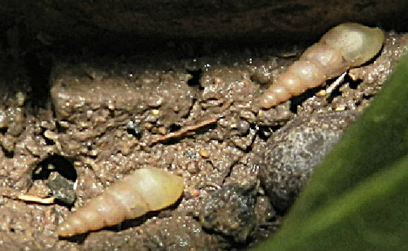 Spotting Image 1