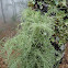 Lichen Usnea
