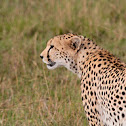 Cheetah