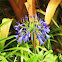 African Lily