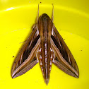 Silver-Striped Hawk Moth