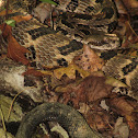 Timber Rattlesnake