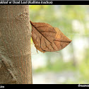 Orange Oakleaf or Dead Leaf