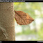 Orange Oakleaf or Dead Leaf