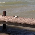 Mallard Duck (male and female)