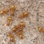 Lasius umbratus