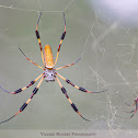 Golden Silk Orb-Weaver