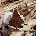 Mourning Cloak