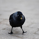 Jackdaw
