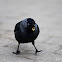 Jackdaw