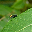 Yellow-collared scape moth