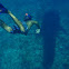 Whale Shark