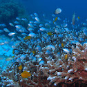 Blue-green chromis