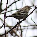 Pine Siskin