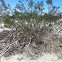 Creosote