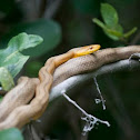Yellow Rat Snake