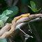 Yellow Rat Snake