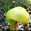 Darlingtonia