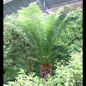 Tasmanian Tree Fern