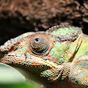Panther chameleon