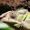 Panther chameleon