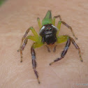 Green Jumping Spider