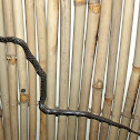 Common House Snake/ Common Wolf Snake