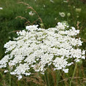Queen Anne's Lace