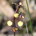 Leopard Orchid