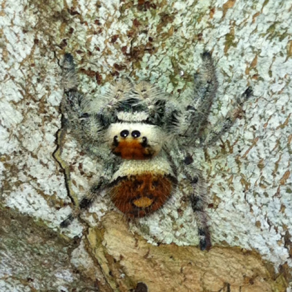 Spotting Image 1