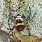 Regal Jumping Spider Orange Phase