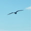 Seagull