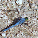 Eastern Pondhawk