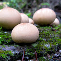 Pear-shaped Puffball