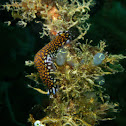 Linda's flatworm